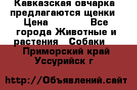 Кавказская овчарка -предлагаются щенки › Цена ­ 20 000 - Все города Животные и растения » Собаки   . Приморский край,Уссурийск г.